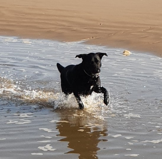 Making a Splash Safely: What Every Dog Owner Needs to Know Before Letting Their Pup Swim