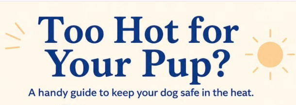 Beat the Heat: Keeping Your Pack Safe in the Upcoming UK Heatwave