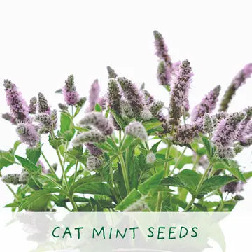 Cat Lovers Plant Kit