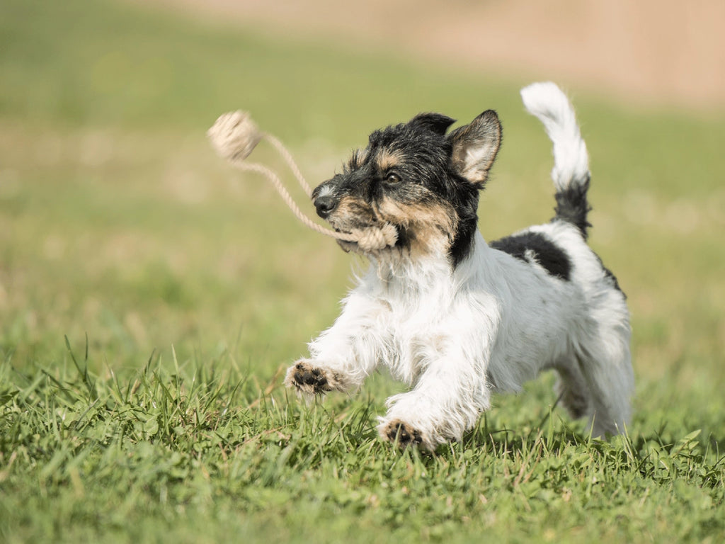 Pup's First Fetch & Tug - Natural Cotton Rope Toy
