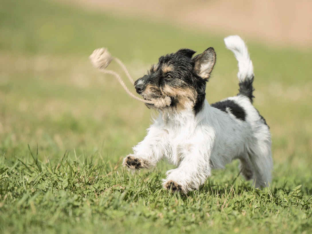Pup's First Fetch & Tug - Natural Cotton Rope Toy