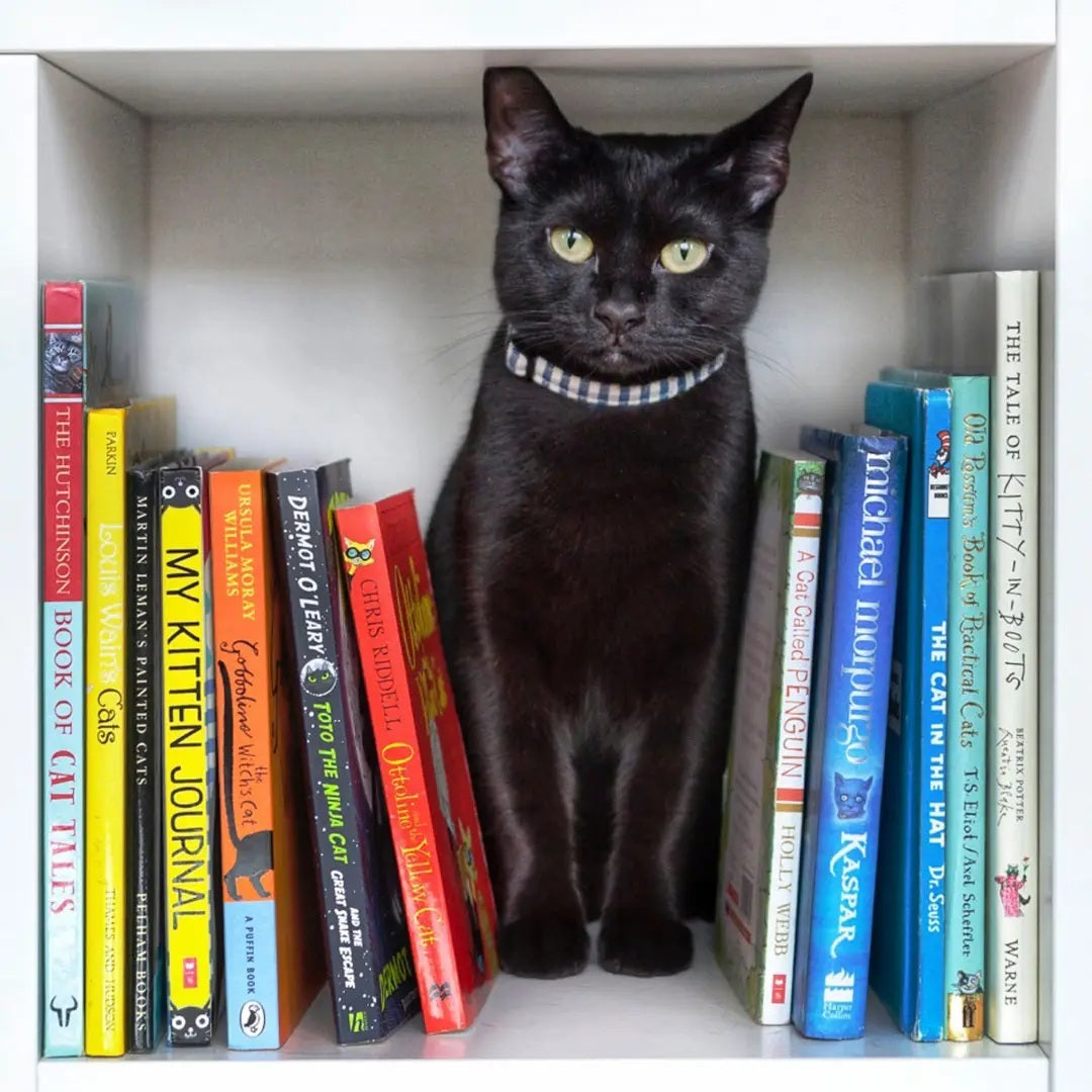 Cat Collars - Various Designs
