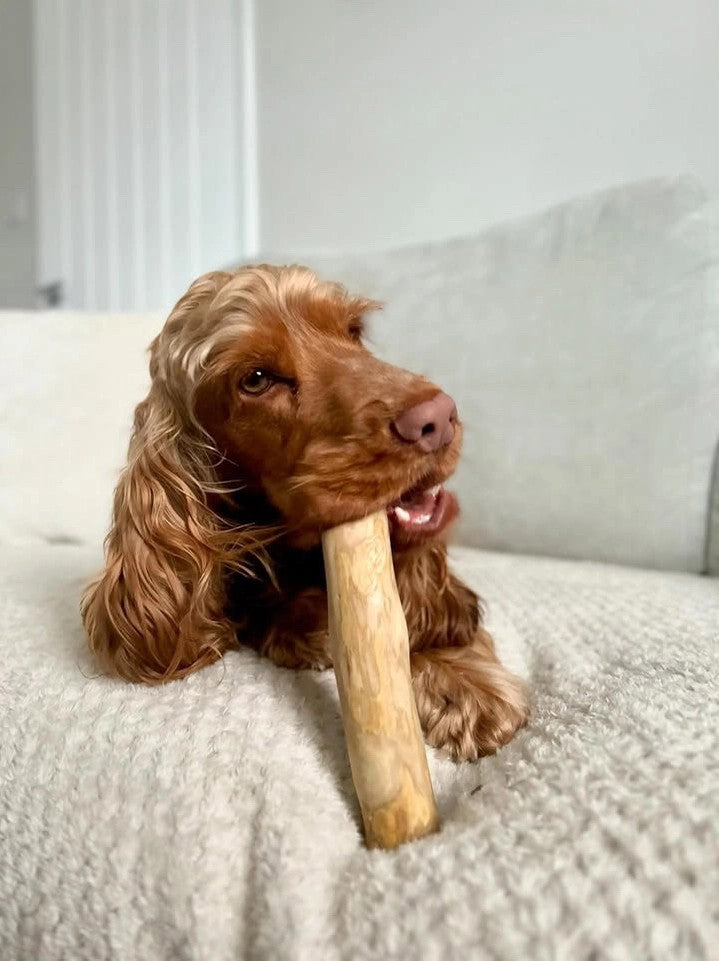Coffee Wood Chew