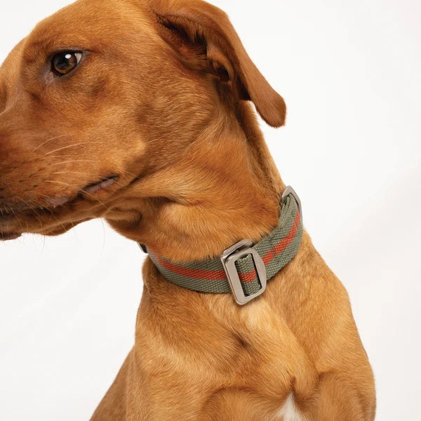 All-Terrain Canvas Collar