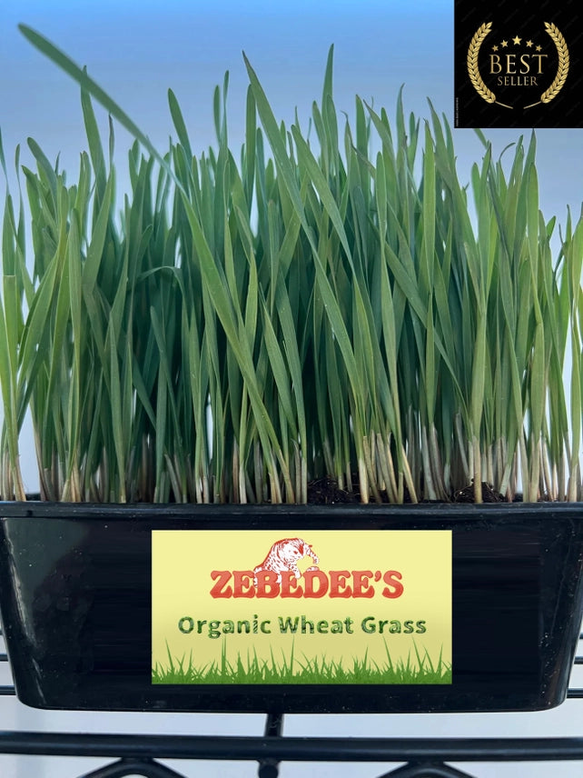 Organic Cat Grass
