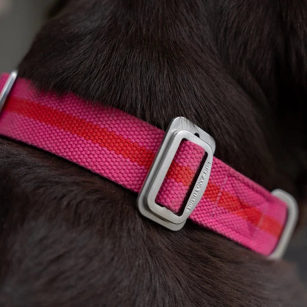 All-Terrain Canvas Collar