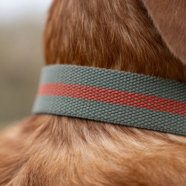 All-Terrain Canvas Collar
