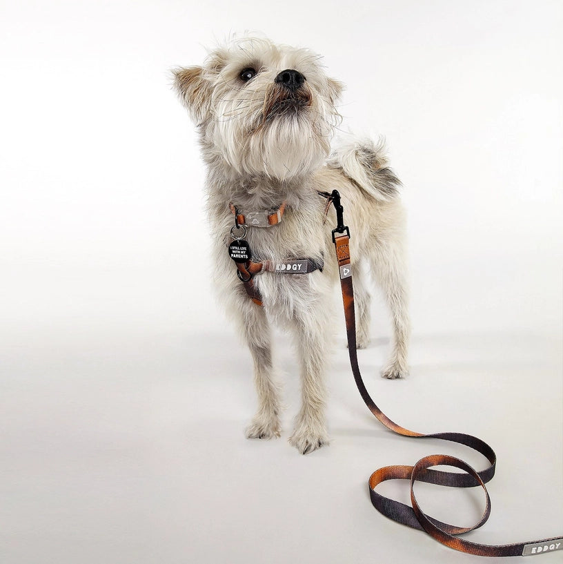 Eddgy Dog Lead - Bruce