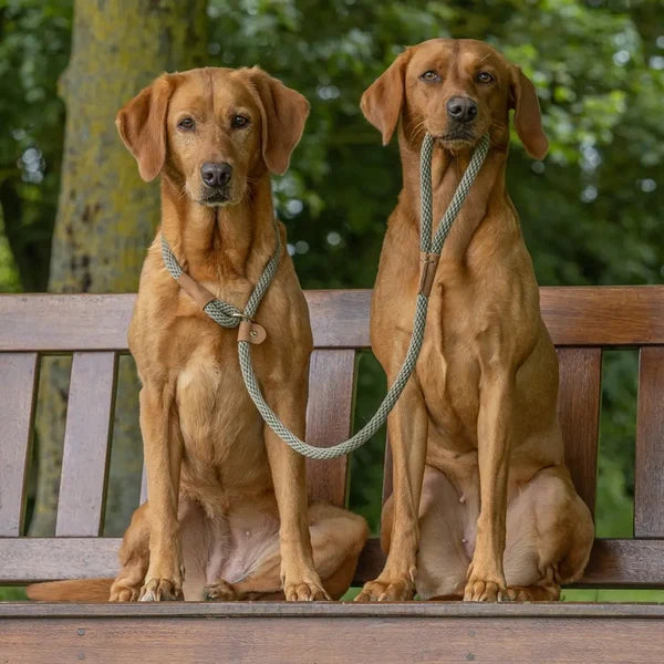Ruff & Tumble Slip Lead