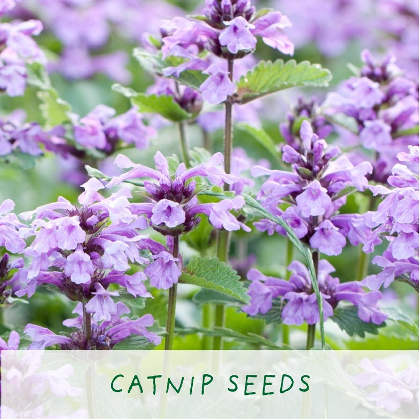 Grow Your Own Cat Treats