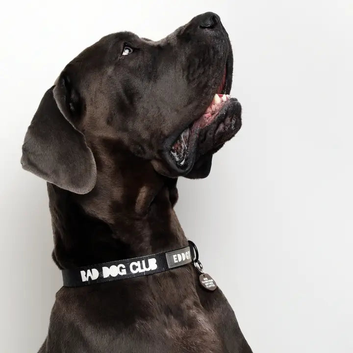 Eddgy Dog Collar - BDC