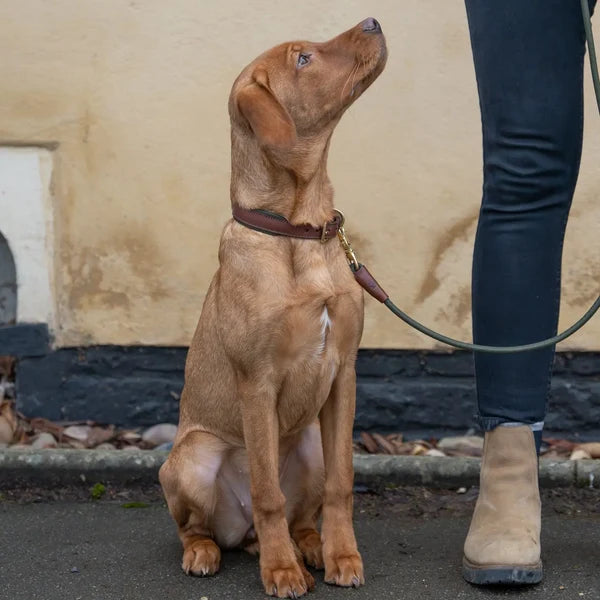 Morston Padded Leather Collar