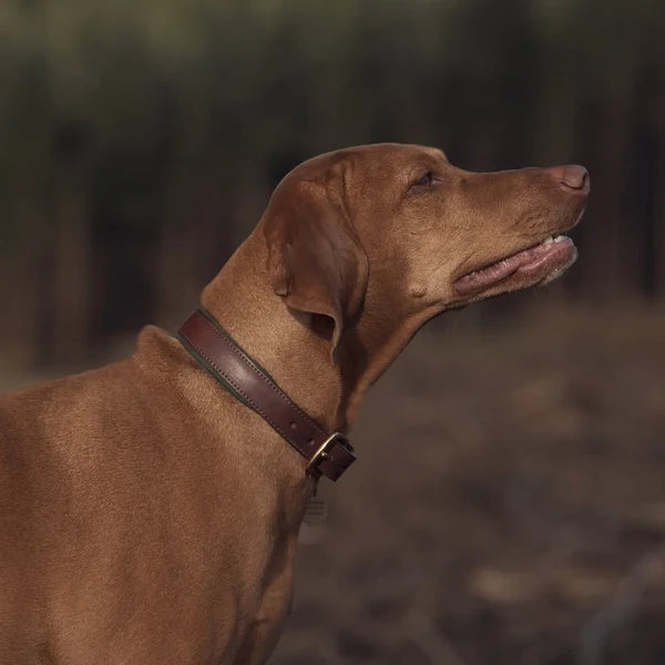 Morston Padded Leather Collar
